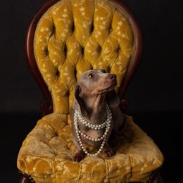 Dachshund Puppies from ESK’s River Valley Mini Doxies