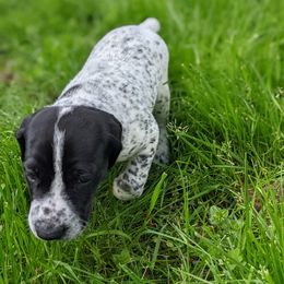 German Shorthaired Pointer Puppies from Dali and Company