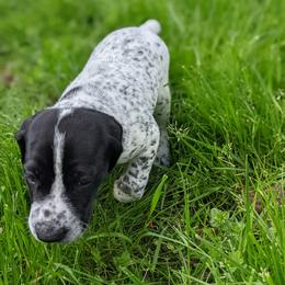 German Shorthaired Pointer Puppies from Dali and Company