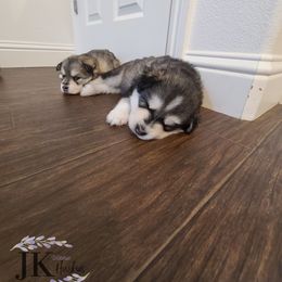 "Harleen & J's Puppies" Siberian Husky Puppies from JK Wisteria Huskies