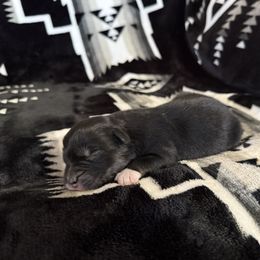 TOOTHLESS - Black tri-color male Australian Shepherd puppy in Pendleton, Oregon from High West Aussies