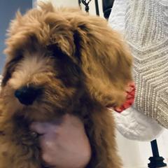 Hibiscus - Goldendoodle puppy from Hula & Oliver Co.