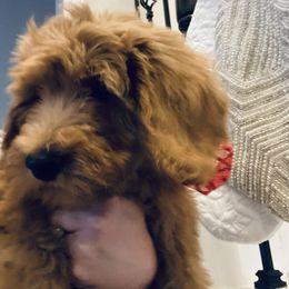Hibiscus - Goldendoodle puppy from Hula & Oliver Co.