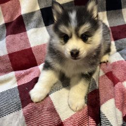 Pomeranian and Pomsky Puppies from Southern Poms of Texas
