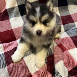 Pomeranian and Pomsky Puppies from Southern Poms of Texas