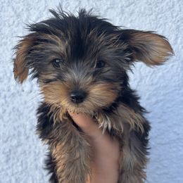 Yorkshire Terrier puppies from MF_Yorkies