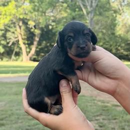 Black Tan female - Black and tan female Dachshund puppy in Lufkin, Texas from Dixie Chic Frenchies & Dachshunds