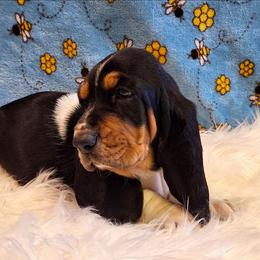 Dolly - Black brown and white female Basset Hound puppy in Mack's Creek, Missouri from Mack's Creek Basset Hounds