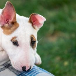 Bull Terriers from Zoozooz Bull Terriers