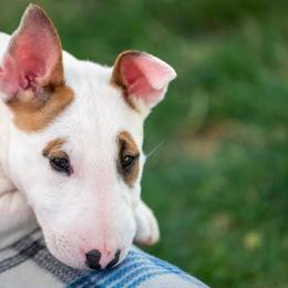 Bull Terriers from Zoozooz Bull Terriers