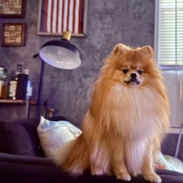 Morgan - Pomeranian