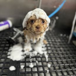 Bernedoodle and Cavapoo Puppies from Apricot Roots Doodles