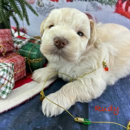 Rudy - Wheaten male Miniature Schnauzer puppy in Sylvania, Georgia from Southern Sky Miniature Schnauzers