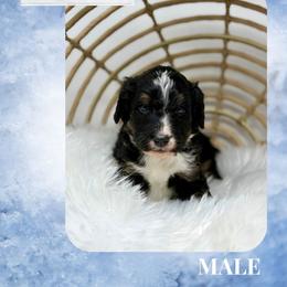 Milo - Tri-color male Bernedoodle puppy in Sterling, Colorado from North 40 Doodles