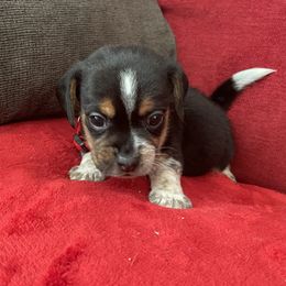 Pocket Beagle Henry - Black tan and white male Beagle puppy in Gentry, Arkansas from HC Puppy Ranch