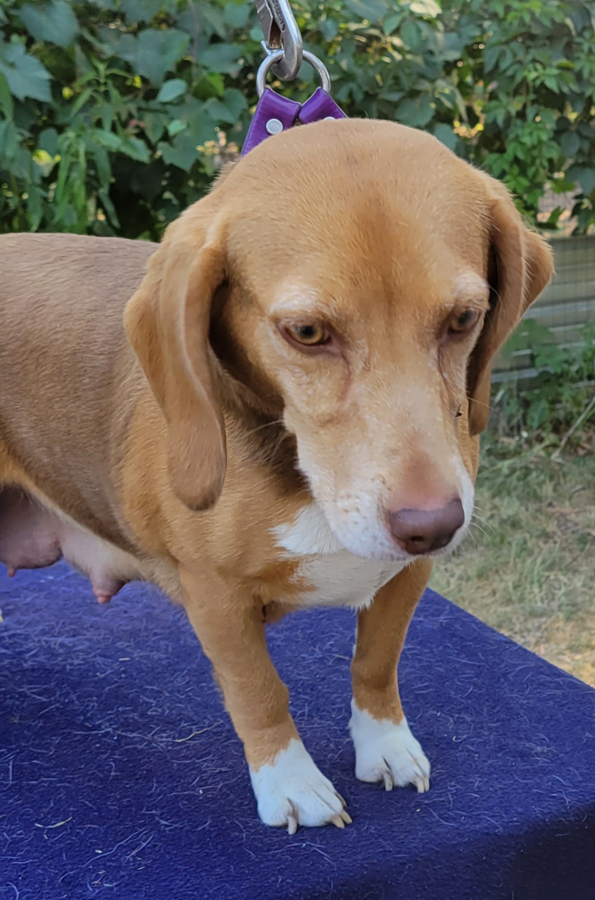 Lucy - Beagle