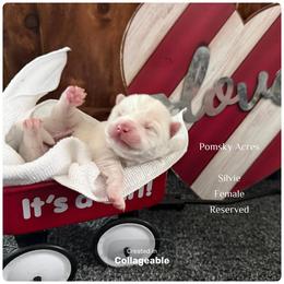 Aurora RORY Grace - White female Pomsky puppy in Fort Collins, Colorado from Pomsky Acres