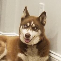 Kiko - Siberian Husky
