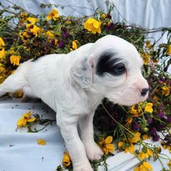 Puppy 3 - White male Llewellin Setter puppy in North Dinwiddie, Virginia from Pups Furever