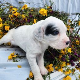 Puppy 3 - White male Llewellin Setter puppy in North Dinwiddie, Virginia from Pups Furever