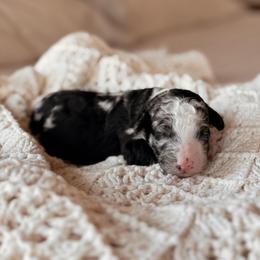 Denali, Boy - Blue merle male Bernedoodle puppy in Maricopa, Arizona from Desert Ridge Doodles