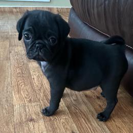 Apollo - Black male Pug puppy in Indian Trail, North Carolina from Love Pugs