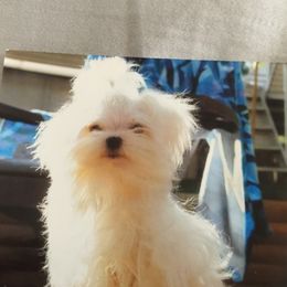 Maltese from Shari's Maltese