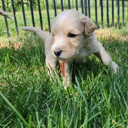 Berkeley - orange collar - Apricot male Labradoodle puppy in Fostoria, Michigan from North Country Kennel Club