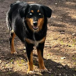 Scarlett - Australian Shepherd