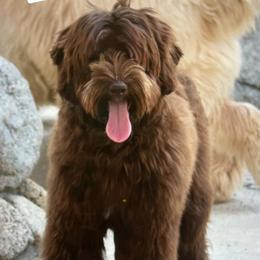 Ranger - Australian Labradoodle