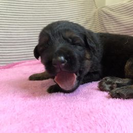 German Shepherd Puppies from Zwinger vom Schneider Wald