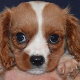 Heidi - Blenheim female Cavalier King Charles Spaniel puppy in Townville, South Carolina from Mid Lake Cavaliers