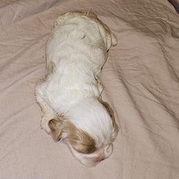 Cavalier King Charles Spaniel Puppies from Critter's Cottage Cavaliers