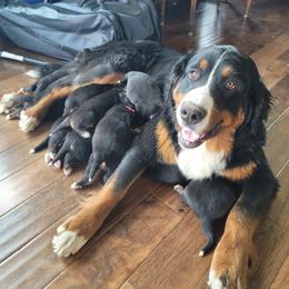 Maddi - Bernese Mountain Dog
