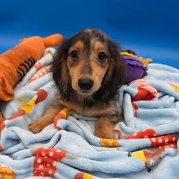 Ross - Dapple male Dachshund puppy in Gavilan Hills, California from Bacchanal Kennel/Ranch