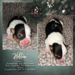 Holstein-Mismark - White and black male Pembroke Welsh Corgi puppy in Benton, Arkansas from High Cotton Corgis