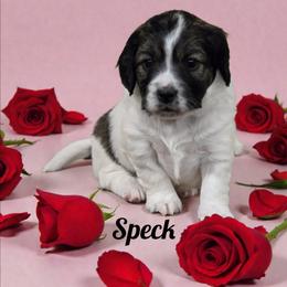 Speck - Sable female Aussiedoodle puppy in Lebanon, Oregon from Abbott Family Farm