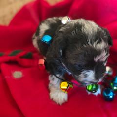 Boy 2 - Black and tan male Corgipoo puppy in Junction, Utah from Sugar Doodles