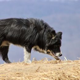 Border Collie All Grown Up from M&D Border Collies