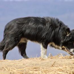 Border Collie All Grown Up from M&D Border Collies