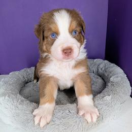 Jasmine2Boy2- RTM,Long,AKC,OFA,Genetics - Red tri-color male Australian Shepherd puppy in South Hill, Virginia from Silverside Aussies LLC