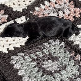 Dachshund Puppies from A Anchor Farm