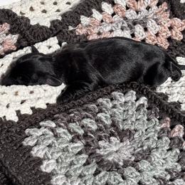 Dachshund Puppies from A Anchor Farm