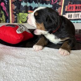 Red - Alanis - Tri-color female Bernese Mountain Dog puppy in Redlands, California from Country Feels Ranch