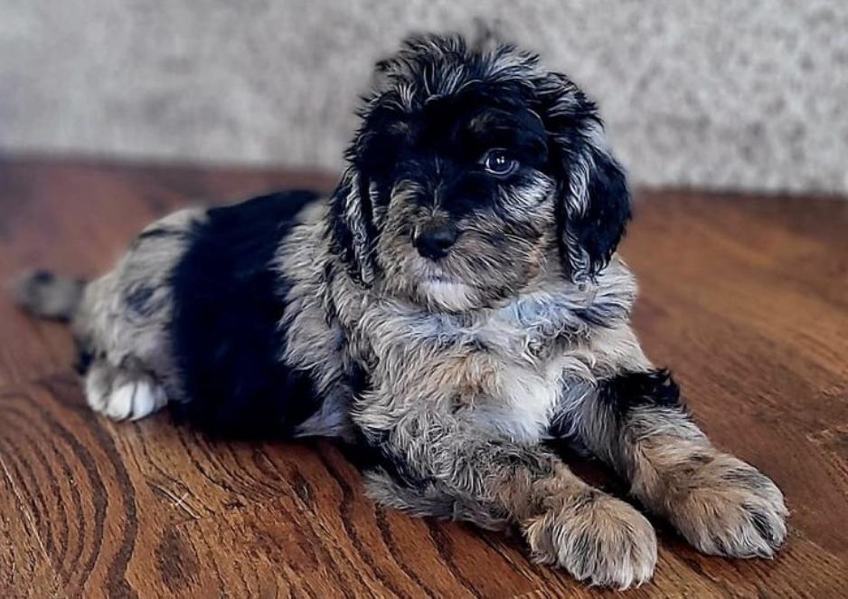 Pearly Merle's Doodle Farm in Oklahoma | Bernedoodle puppies