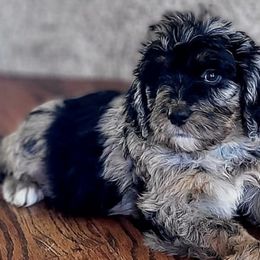 Bernedoodles from Pearly Merle’s Doodle Farm