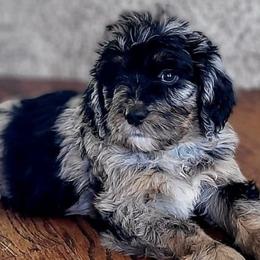 Bernedoodles from Pearly Merle’s Doodle Farm