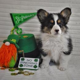 Spade - Black and tan male Pembroke Welsh Corgi puppy in Hotchkiss, Colorado from Grand Mesa Corgis
