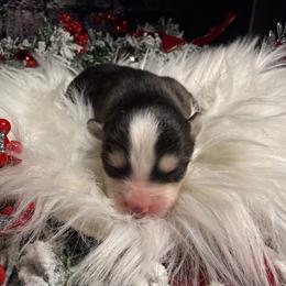 Girl 1 - Black and white female Pomsky puppy in Amarillo, Texas from Pom Pom Pomskies