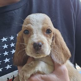 Girl 2 - Red and white female Basset Hound puppy in Pleasant Lake, Michigan from Pleasant Bay Basset Hounds